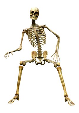 Beyaz arkaplanda izole edilmiş bir insan iskeletinin 3 boyutlu görüntülenmesi