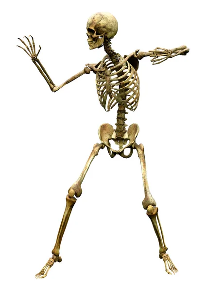 Darstellung Eines Menschlichen Skeletts Isoliert Auf Weißem Hintergrund — Stockfoto