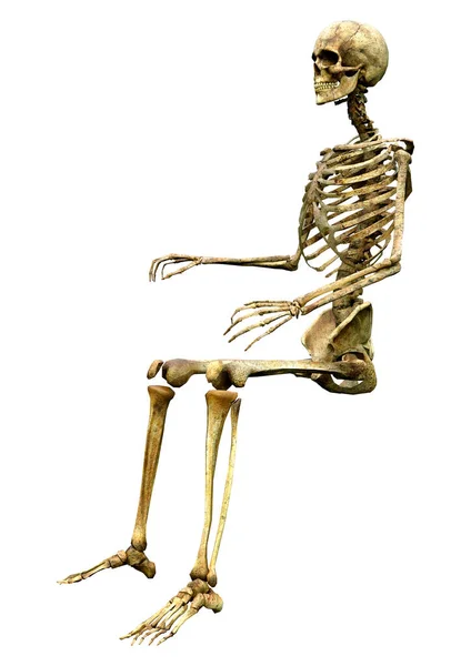 Darstellung Eines Menschlichen Skeletts Isoliert Auf Weißem Hintergrund — Stockfoto