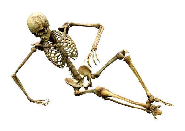 3D rendering of a human skeleton isolated on white background