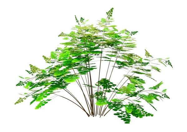 Vykreslování Rostliny Kapradiny Bílém Pozadí — Stock fotografie