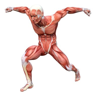 Beyaz arka planda izole edilmiş kas haritaları olan bir erkek figürünün 3 boyutlu görüntülenmesi