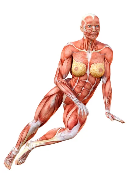 Rendu Une Figure Féminine Avec Des Cartes Musculaires Isolées Sur — Photo