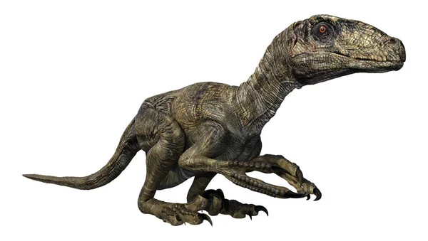 Renderowanie Dinozaura Deinonychus Antirrhopus Izolowane Białym Tle — Zdjęcie stockowe