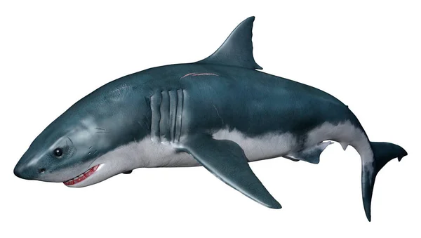Beyaz Arka Planda Izole Edilmiş Büyük Beyaz Köpekbalığının Boyutlu Görüntüsü — Stok fotoğraf