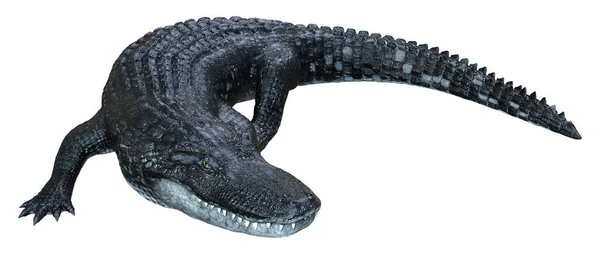 白色背景下孤立的黑色鳄鱼的3D渲染 — 图库照片