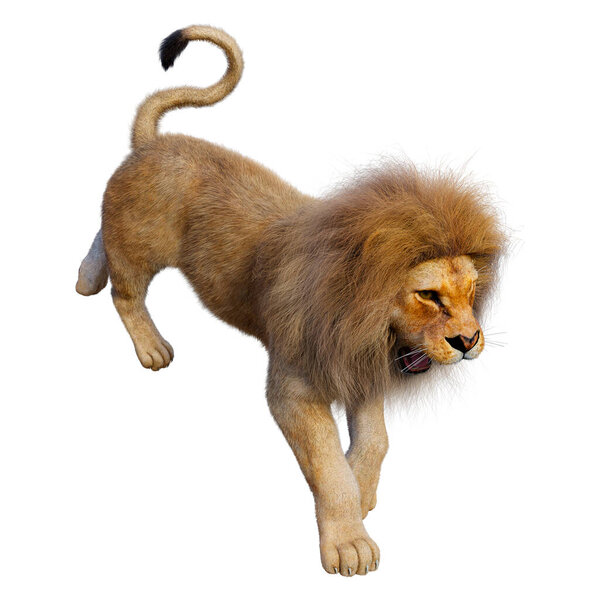 3D rendering of a male lion isolated on white background