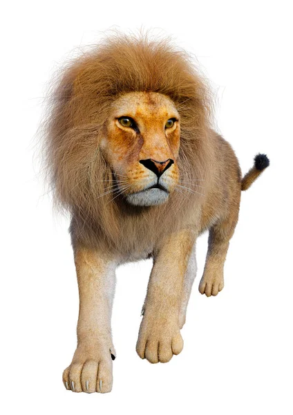 白い背景に孤立した雄ライオンの3Dレンダリング — ストック写真