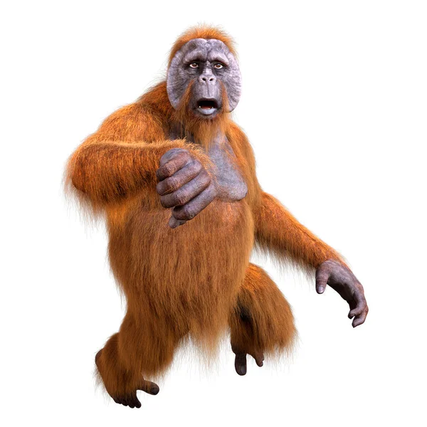 Representación Mono Orangután Aislado Sobre Fondo Blanco — Foto de Stock