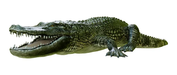 Weergave Van Een Groene Alligator Geïsoleerd Witte Achtergrond — Stockfoto