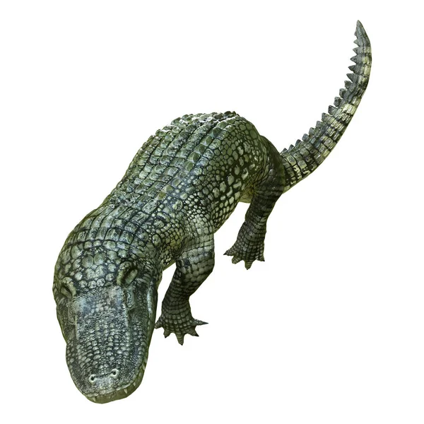 Weergave Van Een Groene Alligator Geïsoleerd Witte Achtergrond — Stockfoto