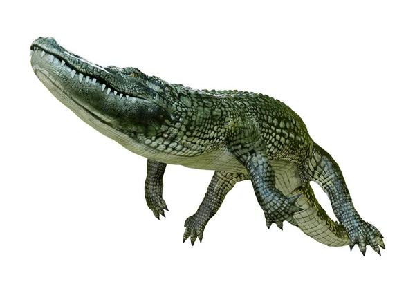 Renderowanie Zielony Aligator Izolowane Białym Tle — Zdjęcie stockowe