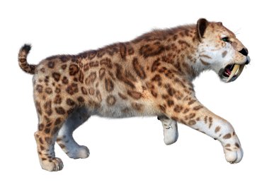 Kılıç dişli kaplanın 3 boyutlu görüntüsü beyaz arkaplanda izole edilmiş.