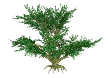 Beyaz arkaplanda izole edilmiş yeşil akçaağaç 3B görüntüleme