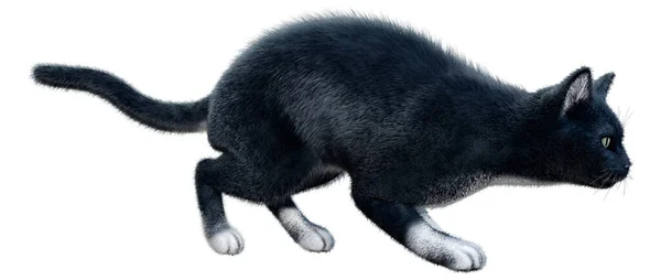 Renderelés Egy Fekete Otthon Macska Elszigetelt Fehér Háttér — Stock Fotó