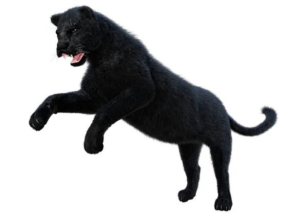 Rendering Einer Raubkatze Schwarzer Panther Isoliert Auf Weißem Hintergrund — Stockfoto