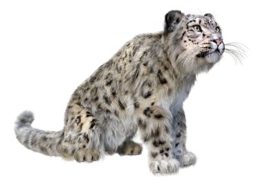 Beyaz zemin üzerinde izole edilmiş büyük bir kedi kar leoparının 3 boyutlu görüntüsü