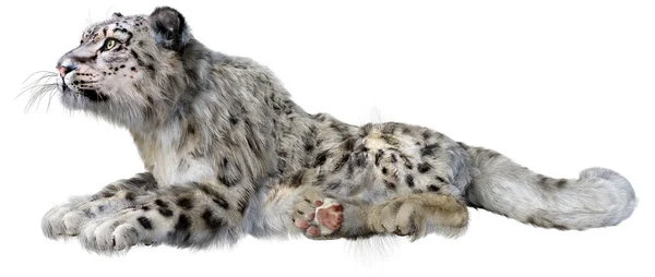 Weergave Van Een Grote Kat Sneeuw Luipaard Geïsoleerd Witte Achtergrond — Stockfoto