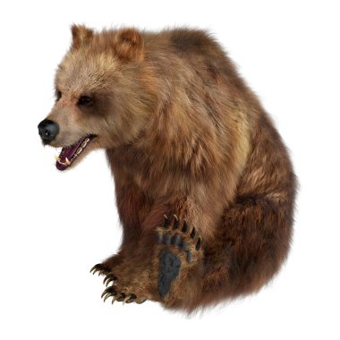 Beyaz arkaplanda izole edilmiş bir kahverengi ayının 3B görüntülemesi