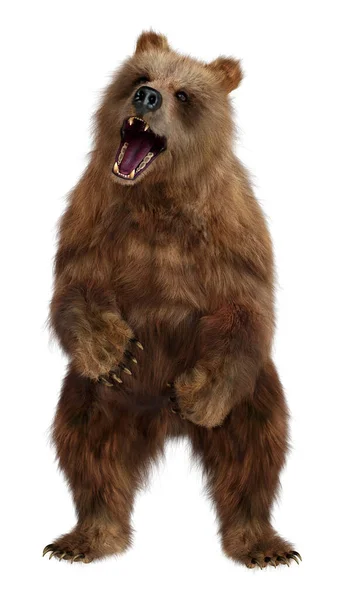 Візуалізація Коричневого Ведмедя Ізольовано Білому Тлі — стокове фото