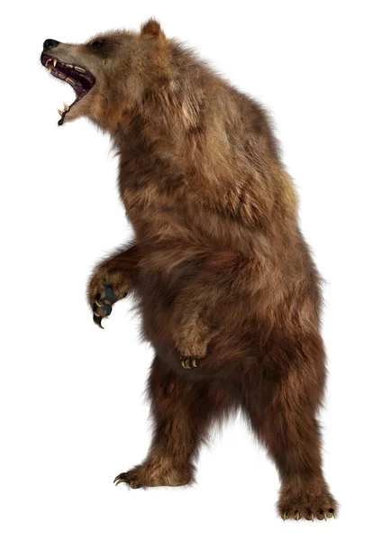 白地に隔離された褐色のクマの3Dレンダリング — ストック写真