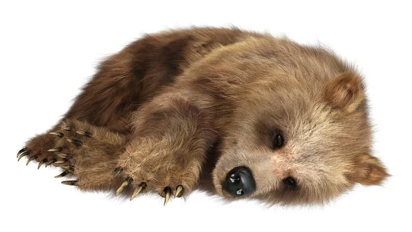Візуалізація Коричневого Ведмедя Ізольовано Білому Тлі — стокове фото