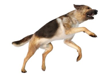 Beyaz arka planda izole edilmiş bir Alman çoban köpeğinin 3 boyutlu görüntüsü