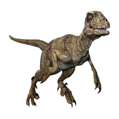 Beyaz arka planda izole edilmiş bir dinozor Deinonychus Antirrhopus 'un 3 boyutlu canlandırması