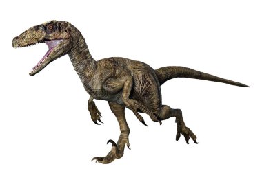 Beyaz arka planda izole edilmiş bir dinozor Deinonychus Antirrhopus 'un 3 boyutlu canlandırması