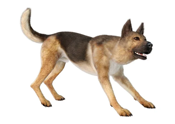 Rendering German Shepherd Dog Isolated White Background — Stock Photo, Image