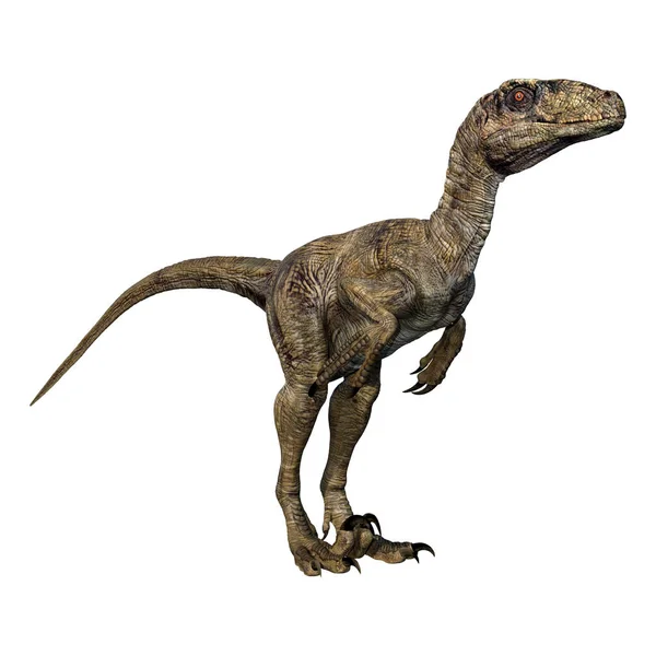 白い背景に孤立した恐竜Deinonychus Antirhopusの3Dレンダリング — ストック写真