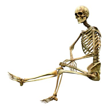 Beyaz arkaplanda izole edilmiş bir insan iskeletinin 3 boyutlu görüntülenmesi
