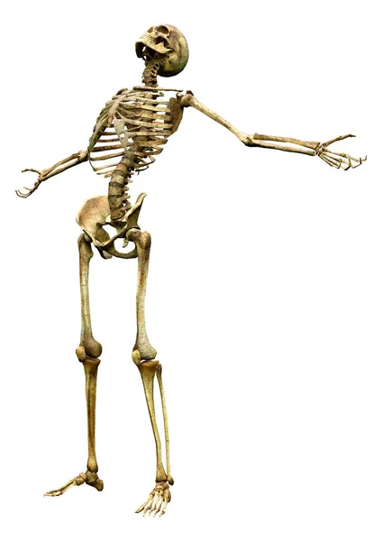 Darstellung Eines Menschlichen Skeletts Isoliert Auf Weißem Hintergrund — Stockfoto