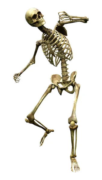 Darstellung Eines Menschlichen Skeletts Isoliert Auf Weißem Hintergrund — Stockfoto