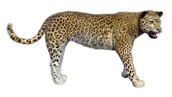 Rendering Big Cat Leopard Isolated White Background — Stock Photo, Image