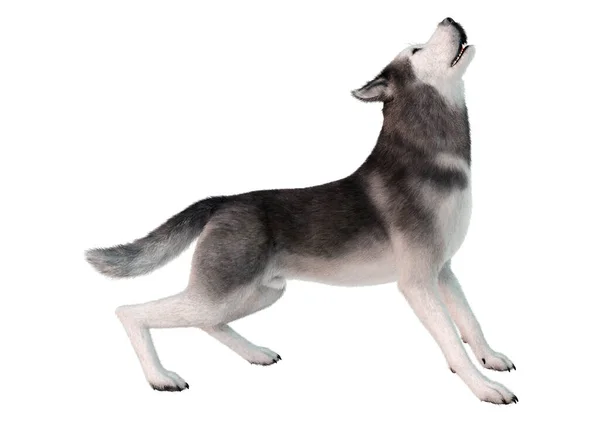 Representación Perro Husky Siberiano Aislado Sobre Fondo Blanco — Foto de Stock