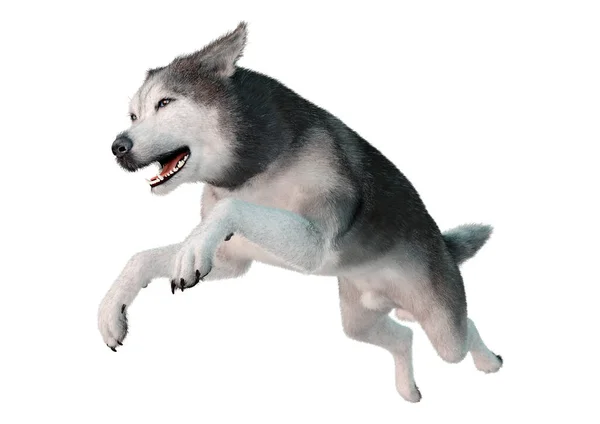 Representación Perro Husky Siberiano Aislado Sobre Fondo Blanco — Foto de Stock