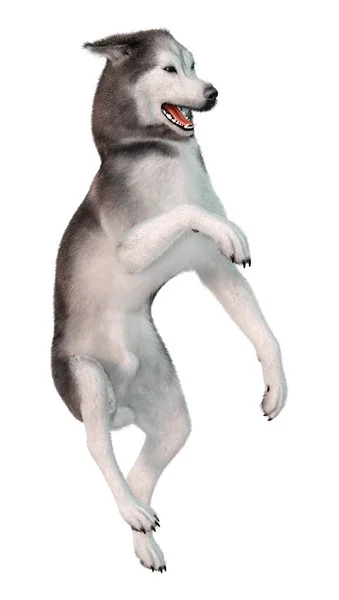 白い背景に隔離されたシベリア犬の3Dレンダリング — ストック写真