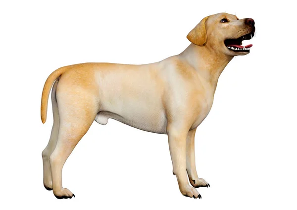 Renderowanie Żółtego Psa Labradora Izolowanego Białym Tle — Zdjęcie stockowe