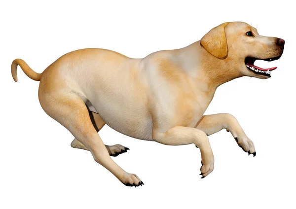 Rendering Cane Labrador Giallo Isolato Sfondo Bianco — Foto Stock