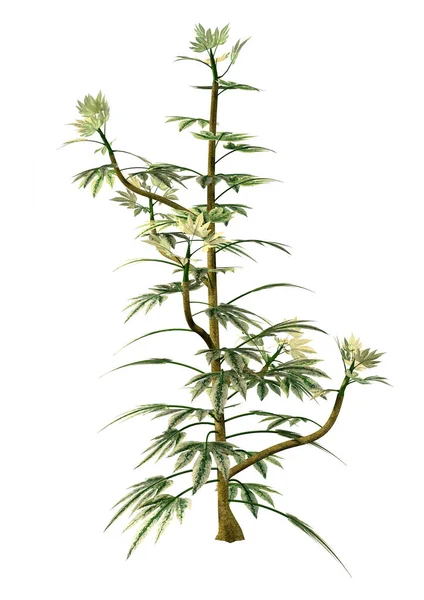 Rendering Einer Grünen Japanischen Aralia Pflanze Oder Fatsia Japonica Isoliert — Stockfoto