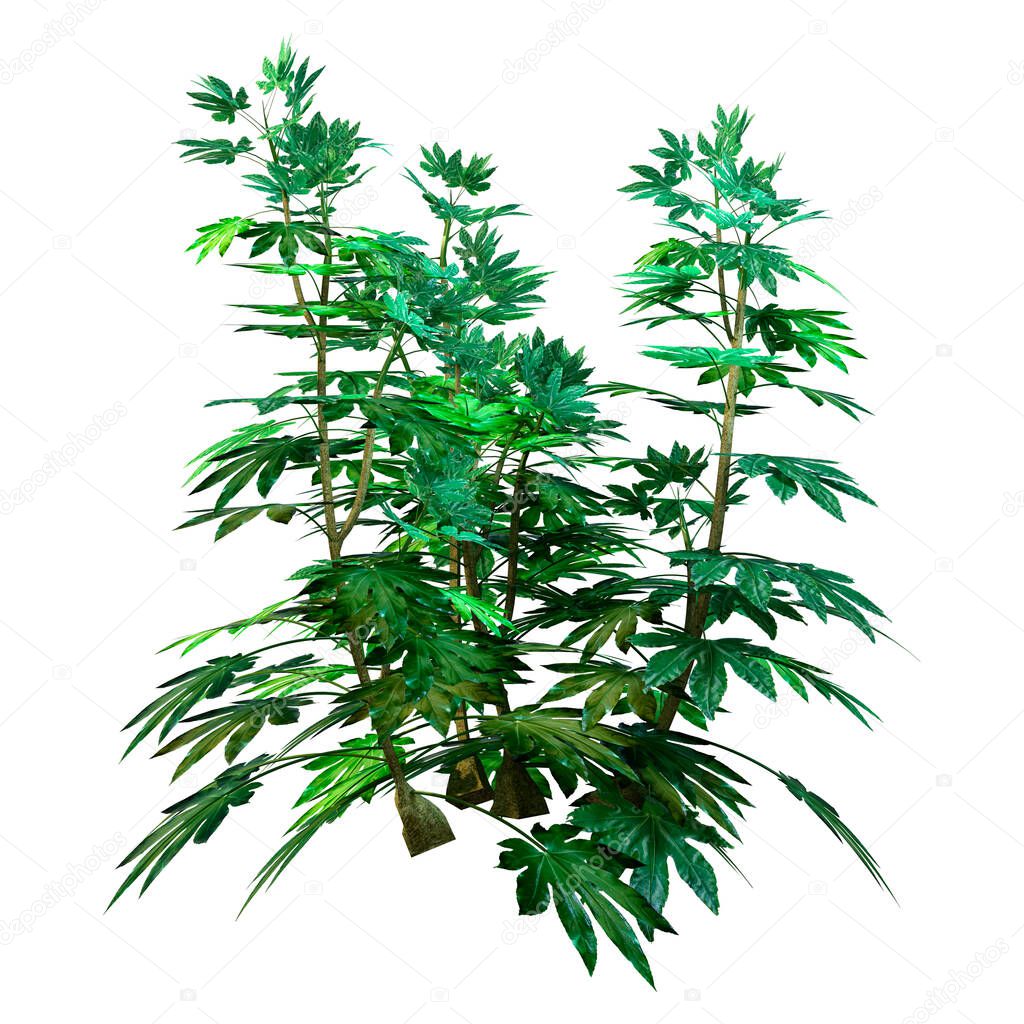 3D rendering of a green Japanese Aralia plant or Fatsia japonica isolated on white background