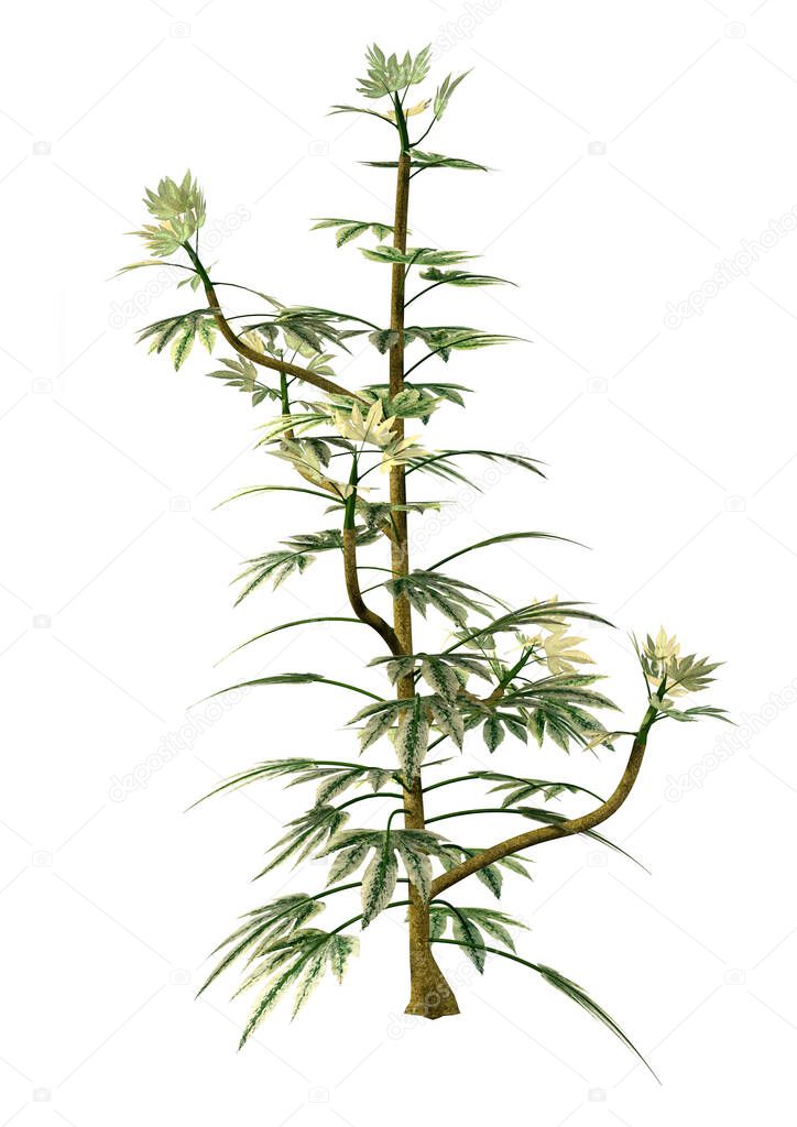 3D rendering of a green Japanese Aralia plant or Fatsia japonica isolated on white background