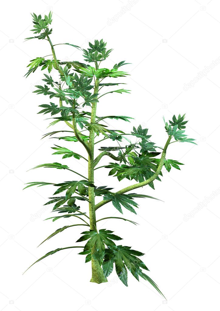 3D rendering of a green Japanese Aralia or Fatsia japonica isolated on white background