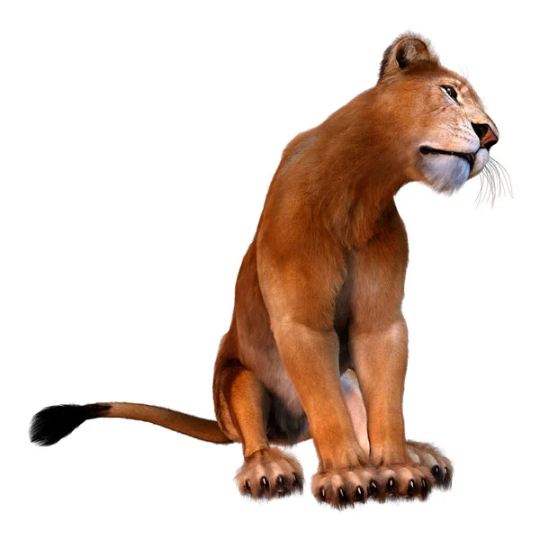 Renderização Leão Fêmea Isolado Fundo Branco — Fotografia de Stock