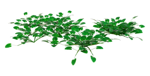 Vykreslování Zelených Celandin Nebo Rostlin Ficaria Verna Izolovaných Bílém Pozadí — Stock fotografie