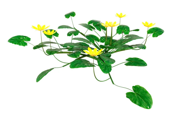 Återgivning Blommande Celandine Eller Ficaria Verna Isolerad Vit Bakgrund — Stockfoto