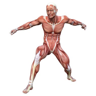 Beyaz arka planda izole edilmiş kas haritaları olan bir erkek figürünün 3 boyutlu görüntülenmesi