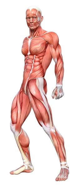 Representación Una Figura Masculina Con Mapas Musculares Aislados Sobre Fondo — Foto de Stock