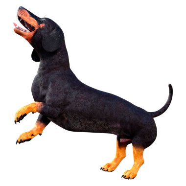 Dachshund, porsuk ya da sosisli sandviçin beyaz arka planda 3 boyutlu görüntülenmesi